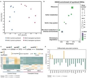 The graphic demonstrates symbiont gene expression and protein abundance changes in response to different levels of hydrogen sulfide depletion