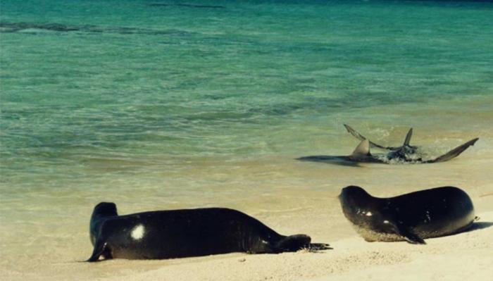 Hawaiian monk seals watch a shark in the shallows