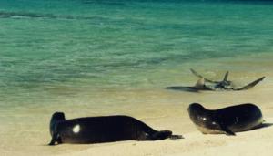 Hawaiian monk seals watch a shark in the shallows