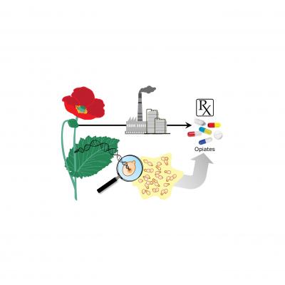 Bio-Production of Opioid Painkillers