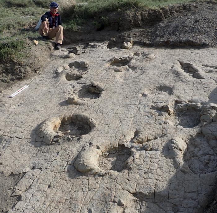 Overlapping Sauropod Trackways and Theropod Footprints Preserved on a Single Surface in Northern Mongolia