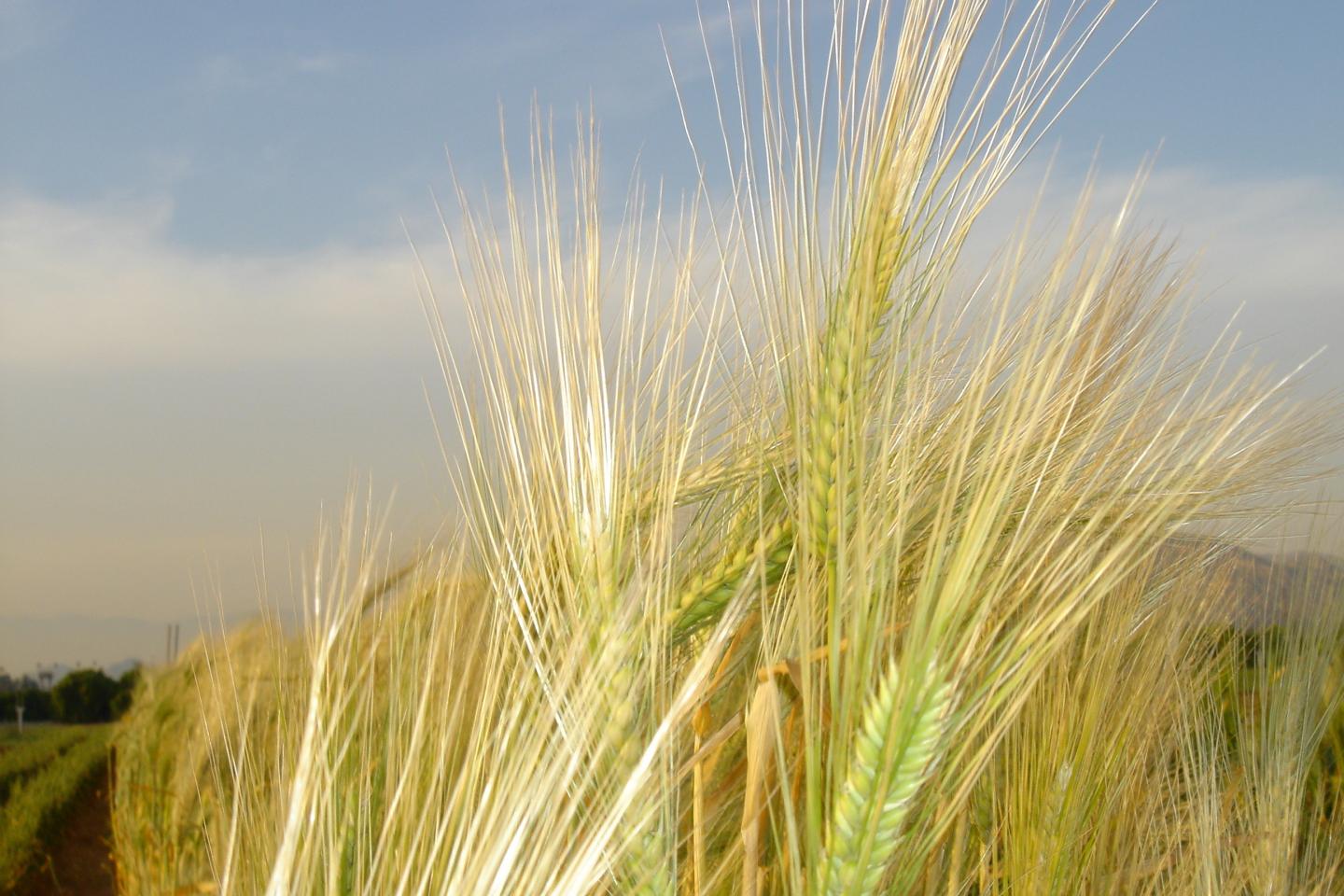 Barley