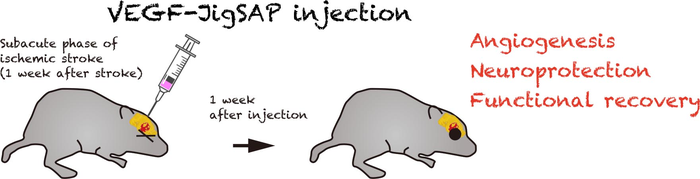 Figure 2: VEGF-JigSAP injection enhances the recovery of subacute phase mouse stroke.