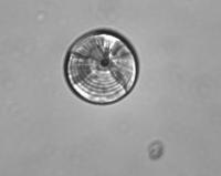 Tuna otolith