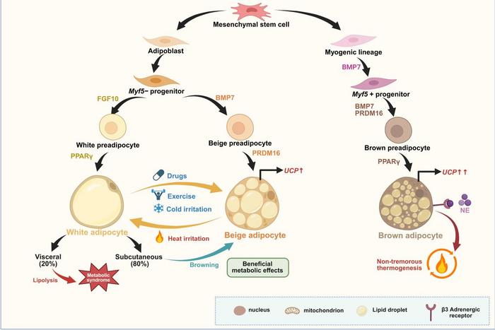 Graphical abstract: White adipose tissue browning in metabolic diseases and tumors