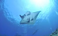 Manta Rays