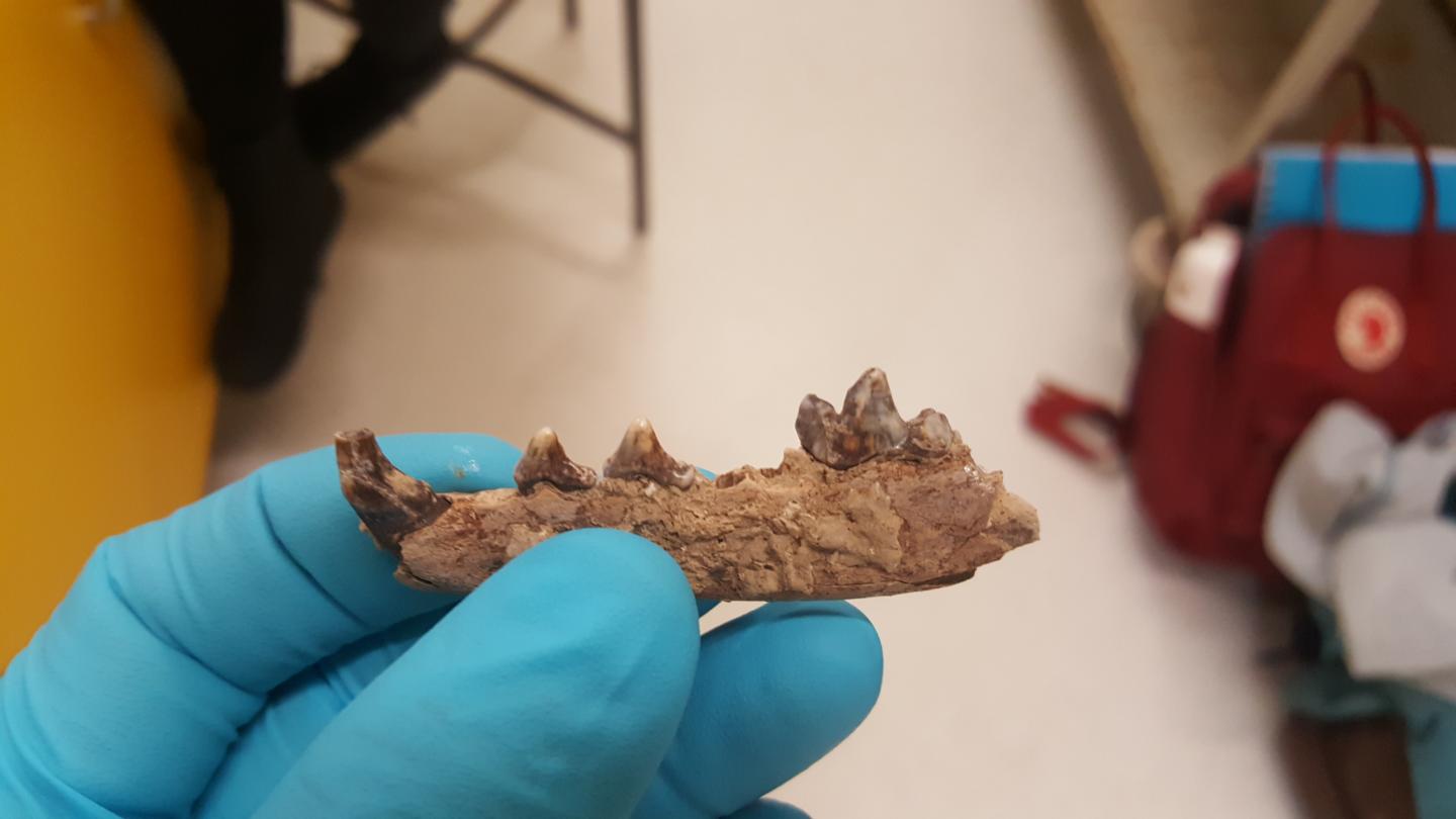 arctic fox teeth