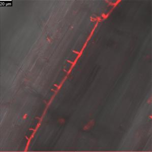 Red fluorescently labelled Phytophthora pathogen colonising a barley root