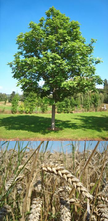 European Ash Tree and Wheat