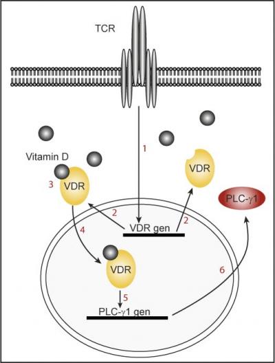 Model of the Findings: Naïve T Cells Do not Express Vitamin D Receptor nor Plc-Gamma1