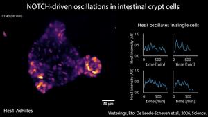 Rhythmic communication between cells in intestinal organoids