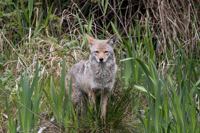 A coyote at Lost Lagoon in Stanley Park