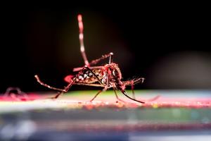 Researchers deconstruct chikungunya outbreaks to improve prediction and vaccine development