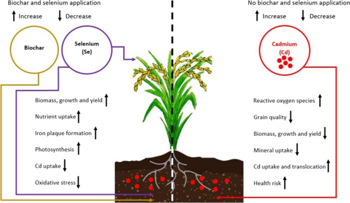 The management of Cd in rice with biochar and selenium: effects, efficiency, and practices