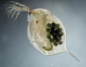 Daphnia