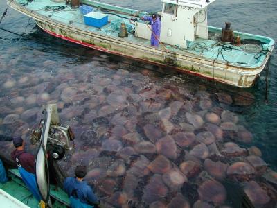 Giant Jellyfish