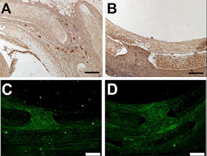 Immunostaining Images Demonstrate Improved Smooth Muscle Cell Survival