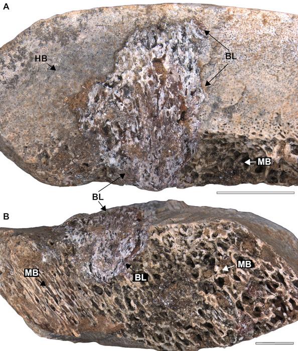 Deadly bone disease wiped out long-necked dinosaurs in what is now the interior of the state of São Paulo, Brazil