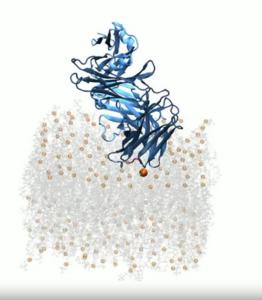 Antibodies that recognize lipids: A new path for HIV vaccines and autoimmune disease treatments
