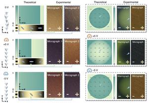 Characterization of the Reconfigurable FLC Chiral Nanostructure for Dynamic 1st/2nd-Order Differentiation