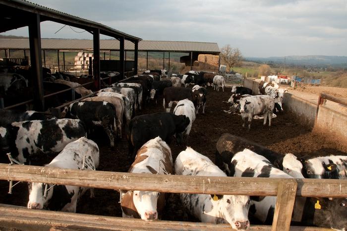 Barriers to Gut Health Solutions in Modern Livestock Production