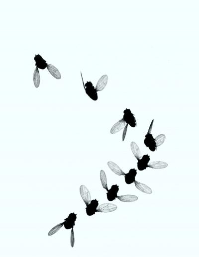 Banked Turns Are Flies' Saving Grace (2 of 7)