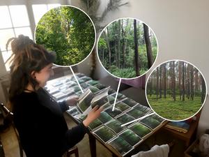 Participants categorised images based on perceived levels of forest biodiversity