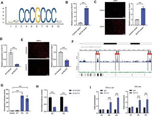 KLF15 enriches at Jmjd1c-SE and promotes the expression of Jmjd1c.