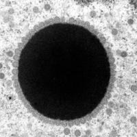 Chelonid Herpesvirus 5 Replication