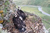 Golden_Eagles