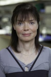 In a dish, a mouse, crafted from stem cells, begins to form