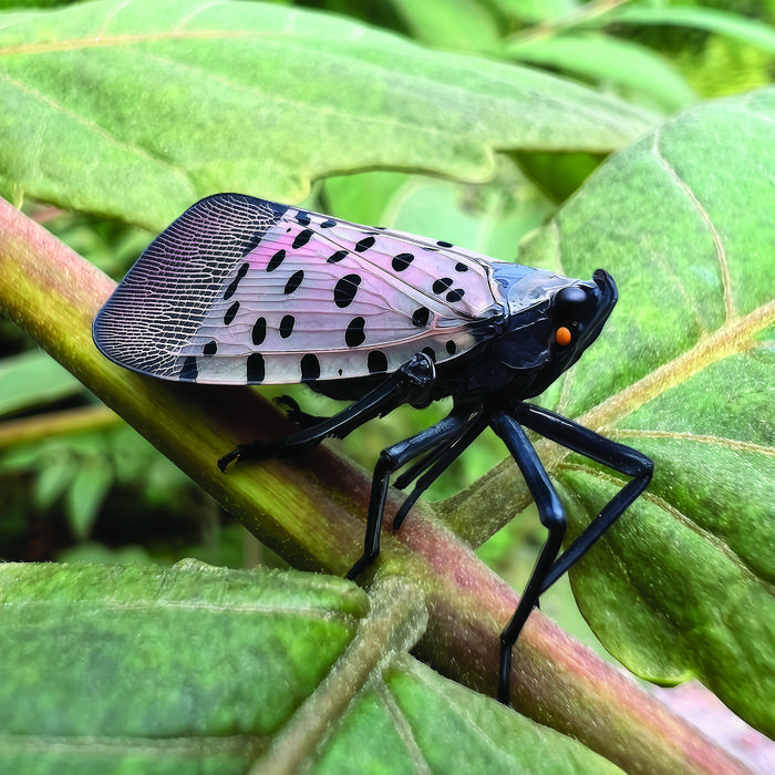 Spotted lanternfly in the US