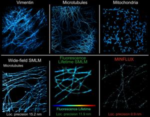 Self-blinking dye used in different cellular structures and imaging techniques