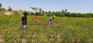 COVID-19 disrupted the agriculture sector in India, but not agricultural practices