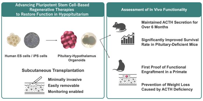 Restoring hormone function after pituitary loss