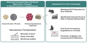 Restoring hormone function after pituitary loss