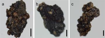 光合成をやめた植物3種の種子の運び手をカマドウマと特定（図5）