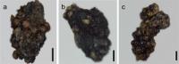 光合成をやめた植物3種の種子の運び手をカマドウマと特定（図5）