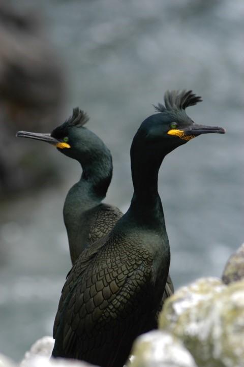 UK Coastal Seabird