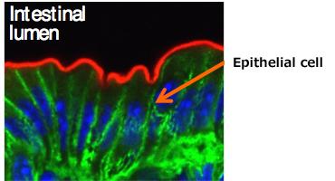 Immunofluorescence Image of Mouse Colon
