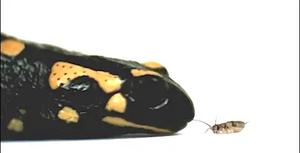 Video.3_all-protrusive.mp4