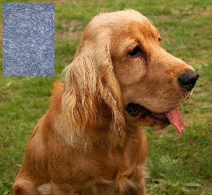 Dog's Epigenome