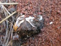 Owl Pellets