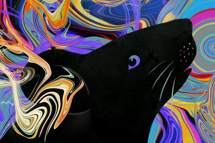 Hallucinating mouse