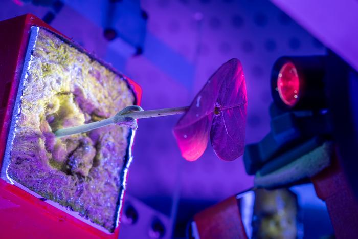 plants for drug production in space - 4