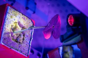 plants for drug production in space - 4
