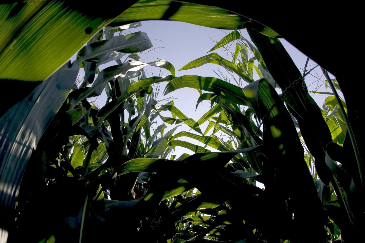 Corn Canopy
