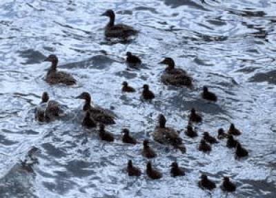 Eider Duck Brood
