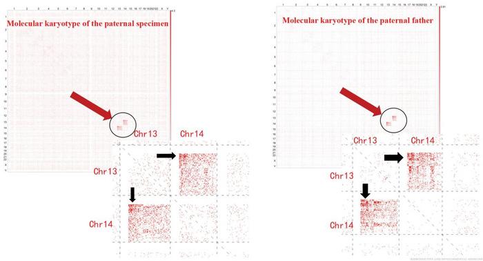 C-MoKa detection of translocation breakpoints.