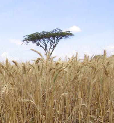 Genetic Tools in the Battle against Stem Rust (4 of 8)